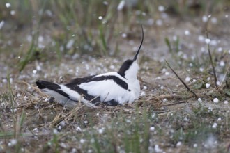 Pied avocet (Recurvirostra avosetta) adult wading bird sitting on a nest during a hail storm in