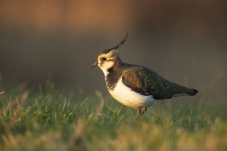 Northern lapwing (Vanellus vanellus) adult wading bird on a grass bank, RSPB Frampton marsh nature