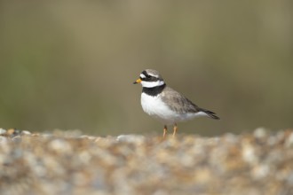 Ringed plover (Charadrius hiaticula) adult wading bird on a beach shingle bank, England, United