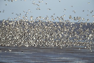 Red knot (Calidris canutus) and Eurasian oystercatcher (Haematopus ostralegus) adult wading birds