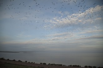 Red knot (Calidris canutus) flock of wading birds coming off The Wash at high tide to roost on