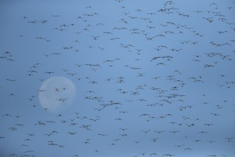 Red knot (Calidris canutus) adult wading birds in a flock in flight at hide tide with the moon in