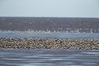 Eurasian oystercatcher (Haematopus ostralegus) adult wading birds in a flock on a beach, England,