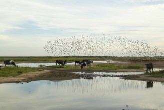 Black tailed godwit (Limosa limosa) adult wading birds in flight in a flock over lagoons with cows