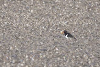 Eurasian oystercatcher (Haematopus ostralegus) adult wading bird amongst a flock of Red knot