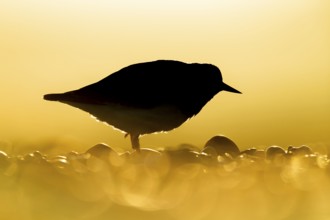 Ruddy turnstone (Arenaria interpres) adult wading bird on a beach silhouette at sunrise, England,