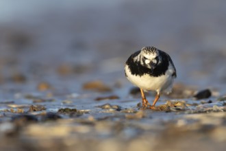 Ruddy turnstone (Arenaria interpres) adult wading bird in summer plumage on a beach, Norfolk,