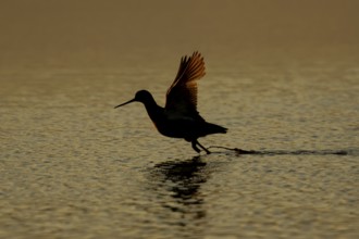Spotted redshank (Tringa erythropus) adult wading bird taking off in flight from a shallow lagoon
