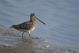 Common snipe (Gallinago gallinago) adult wading bird walking on the edge of a lagoon, RSPB Frampton