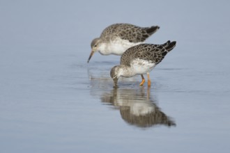 Ruff (Philomachus pugnax) two adult wading birds in winter plumage feeding in a shallow lagoon,
