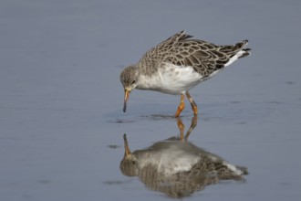 Ruff (Philomachus pugnax) adult wading bird in winter plumage feeding in a shallow lagoon, RSPB