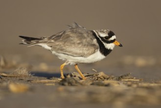 Ringed plover (Charadrius hiaticula) adult wading bird on a beach, Norfolk, England, United KIngdom