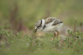 Ringed plover (Charadrius hiaticula) juvenile baby wading bird feeding amongst vegetation on a