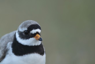 Ringed plover (Charadrius hiaticula) adult wading bird head portrait, Suffolk, England, United