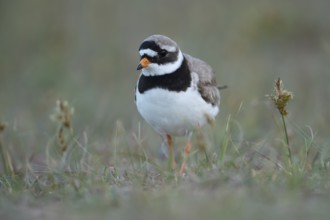 Ringed plover (Charadrius hiaticula) adult wading bird amongst vegetation on a beach, Suffolk,