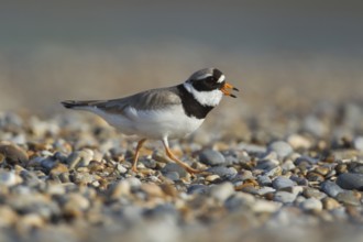 Ringed plover (Charadrius hiaticula) adult wading bird calling on a shingle beach, Norfolk,
