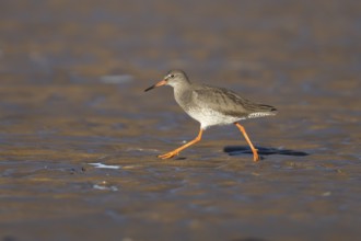 Common redshank (Tringa totanus) adult wading bird on a beach, RSPB Titchwell nature reserve,