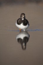 Ruddy turnstone (Arenaria interpres) adult wading bird in winter plumage in a coastal lagoon,