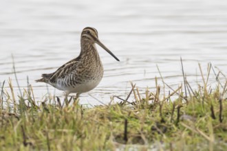 Common snipe (Gallinago gallinago) adult wading bird on grass next to a lake, Suffolk, England,