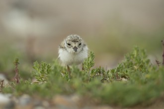 Ringed plover (Charadrius hiaticula) juvenile baby wading bird amongst vegetation on a beach,