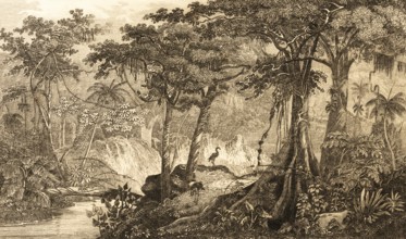 Brazilian rainforest, Brazil, inner tropics, endangered natural landscape, climate change, logging,