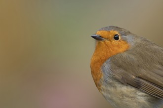 European robin (Erithacus rubecula) adult garden bird head portrait, Suffolk, England, United