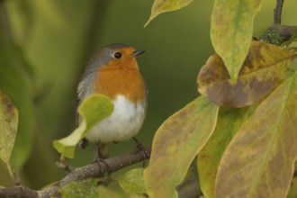 European robin (Erithacus rubecula) adult garden bird in a magnolia tree with autumn colour leaves,