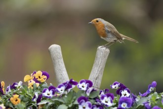 European robin (Erithacus rubecula) adult garden bird on a pair of shears handle in a plant pot