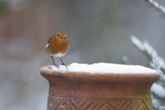 European robin (Erithacus rubecula) adult garden bird on a snow covered plant pot in winter,