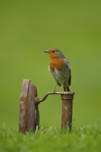European robin (Erithacus rubecula) adult garden bird on a metal iron on a grass lawn in spring,