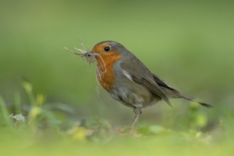 European robin (Erithacus rubecula) adult garden bird collecting nesting material in its beak in