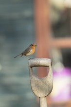 European robin (Erithacus rubecula) adult garden bird on a fork handle with a shed in the