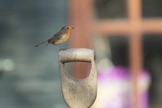 European robin (Erithacus rubecula) adult garden bird on a fork handle with a shed in the