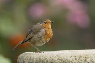 European robin (Erithacus rubecula) adult garden bird on a bird bath in summer, Suffolk, England,