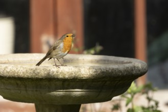 European robin (Erithacus rubecula) adult garden bird singing on a bird bath in spring, Suffolk,
