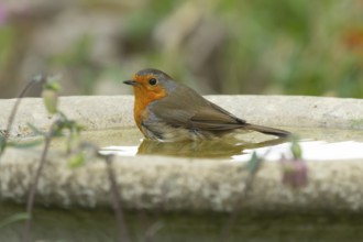 European robin (Erithacus rubecula) adult garden bird bathing in a bird bath in spring, Suffolk,