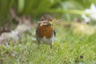 European robin (Erithacus rubecula) adult garden bird collecting nesting material from a grass lawn
