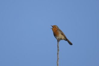 European robin (Erithacus rubecula) adult garden bird singing on a tree branch in spring, Suffolk,