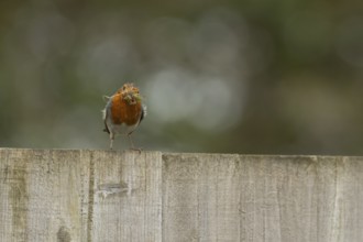European robin (Erithacus rubecula) adult garden bird with nesting material in its beak on a fence