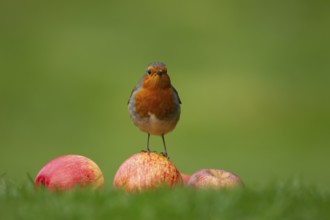 European robin (Erithacus rubecula) adult garden bird on apples fruit on a grass lawn, England,