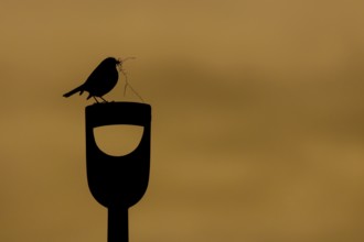 European robin (Erithacus rubecula) adult garden bird on a fork handle with nesting material in its