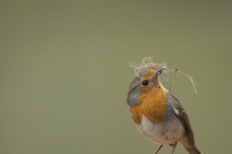 European robin (Erithacus rubecula) adult garden bird with nesting material in its beak in spring,