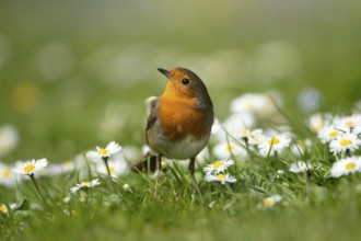 European robin (Erithacus rubecula) adult garden bird on a grass lawn with daisy flowers in spring,