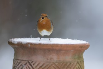 European robin (Erithacus rubecula) adult garden bird singing on a snow covered plant pot in