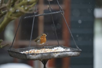 European robin (Erithacus rubecula) adult garden bird feeding at a bird feeder in snow in winter,