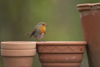 European robin (Erithacus rubecula) adult garden bird on plant pots in spring, Suffolk, England,