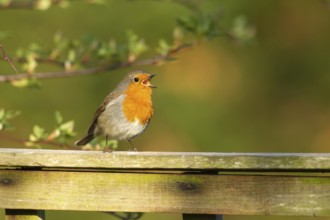 European robin (Erithacus rubecula) adult garden bird singing on a fence in spring, Norfolk,