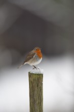 European robin (Erithacus rubecula) adult garden bird on a snow covered post in winter, Suffolk,