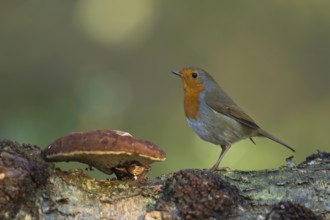 European robin (Erithacus rubecula) adult garden bird on a tree branch next to a Bracket fungi in a