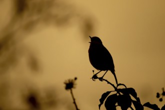 European robin (Erithacus rubecula) adult garden bird singing on an Ivy tree branch silhouette at